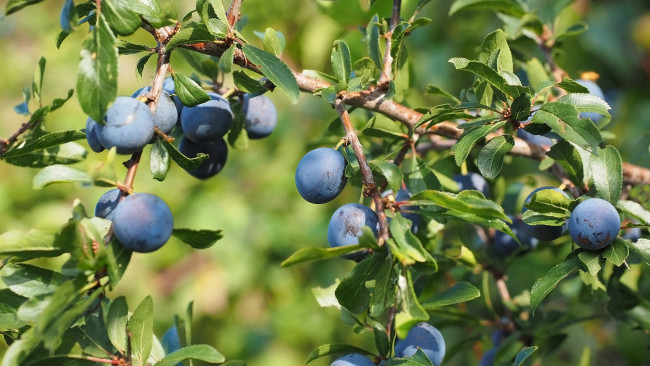 Обои картинки фото природа, плоды, тёрн, слива, колючая