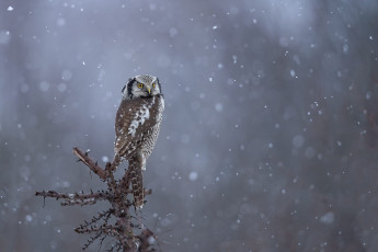 Картинка животные совы сова
