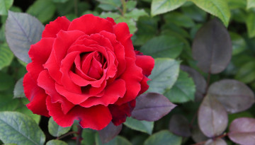 Картинка цветы розы алая роза макро