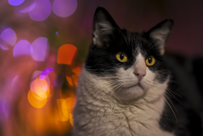 Обои картинки фото животные, коты, кот, кошка