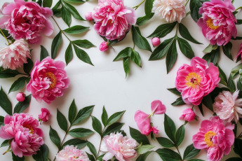 Картинка 3д+графика цветы+ flowers пионы