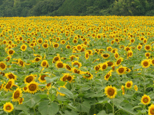 Картинка цветы подсолнухи