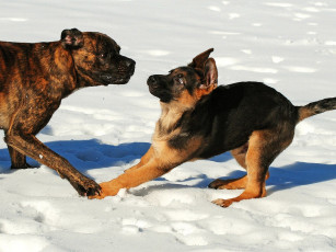 Картинка arunas eismantas ну что поговорим животные собаки