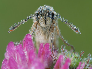 Картинка arunas eismantas про шарики животные пчелы осы шмели