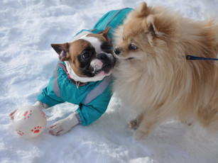 Картинка бланш цезарь животные собаки
