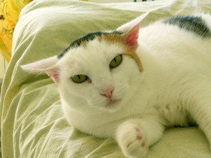 Картинка cat by valentina degiorgis животные коты