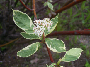 Картинка цветы цветущие деревья кустарники