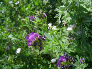 Картинка цветы луговые полевые