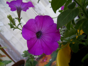 Картинка цветы петунии калибрахоа