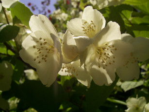 Картинка цветы жасмин