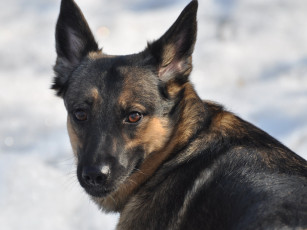 Картинка джерька животные собаки