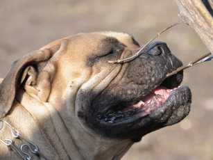 Картинка леон животные собаки