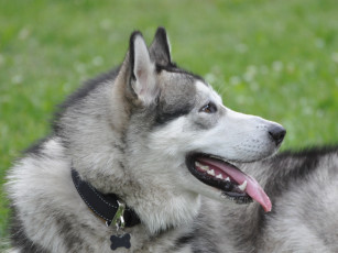 Картинка маламут животные собаки