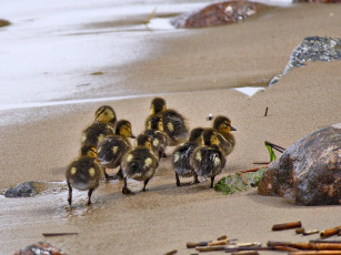 Картинка здесь был вова долгая дорога дюнах животные утки