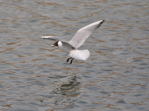 Картинка животные Чайки бакланы крачки