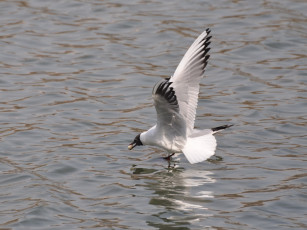 Картинка животные Чайки бакланы крачки
