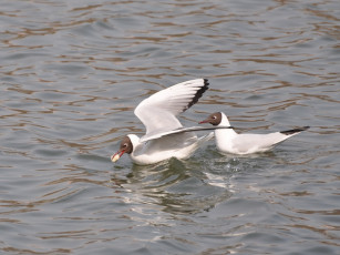 Картинка животные Чайки бакланы крачки