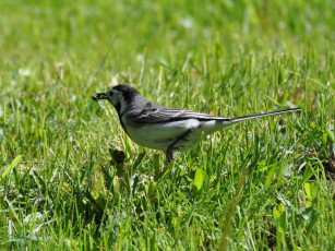 Картинка животные птицы