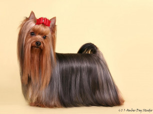 Картинка животные собаки