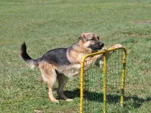 Картинка животные собаки