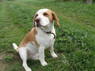 Картинка животные собаки