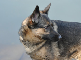 Картинка животные собаки