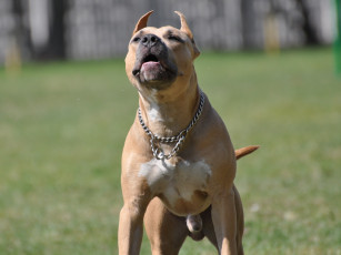 Картинка животные собаки