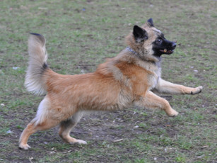 Картинка животные собаки