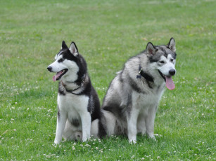 Картинка животные собаки