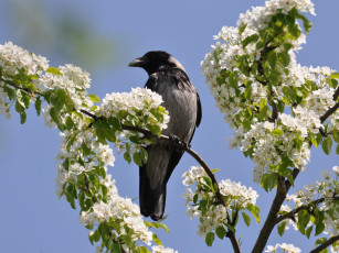 Картинка животные вороны грачи галки
