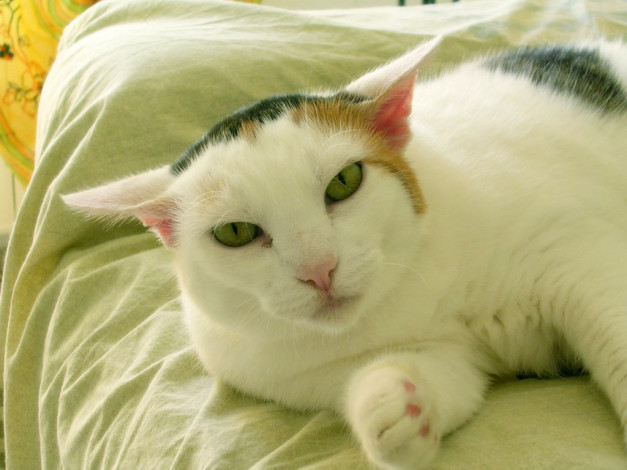 Обои картинки фото cat, by, valentina, degiorgis, животные, коты