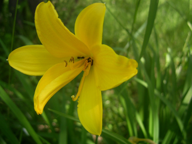 Обои картинки фото цветы, лилии, лилейники