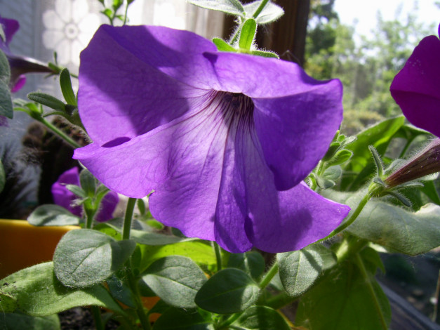 Обои картинки фото цветы, петунии, калибрахоа