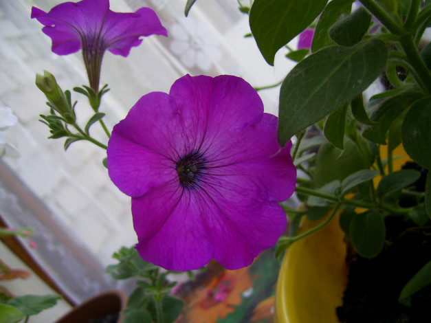 Обои картинки фото цветы, петунии, калибрахоа