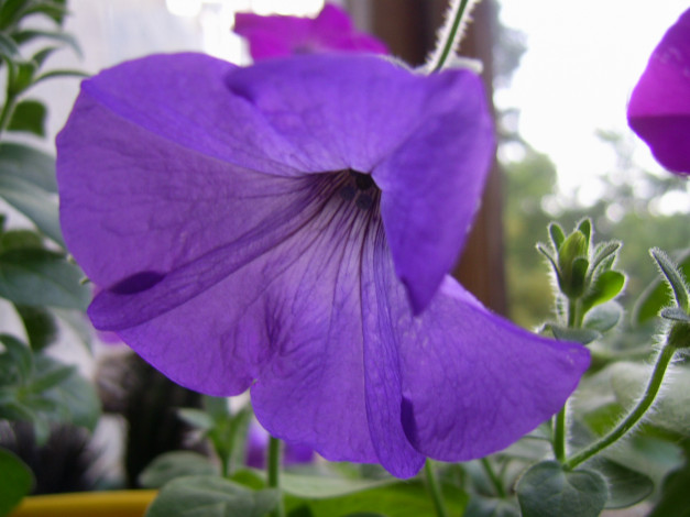 Обои картинки фото цветы, петунии, калибрахоа