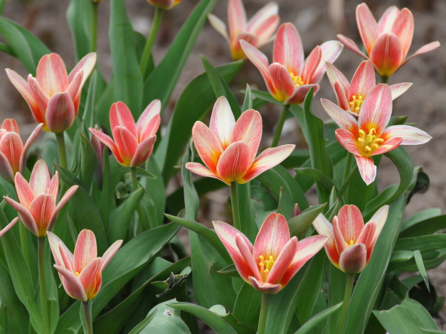 Обои картинки фото цветы, тюльпаны