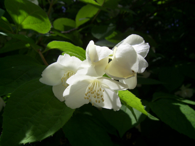 Обои картинки фото цветы, жасмин