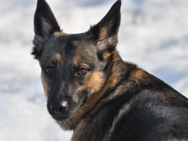 Обои картинки фото джерька, животные, собаки