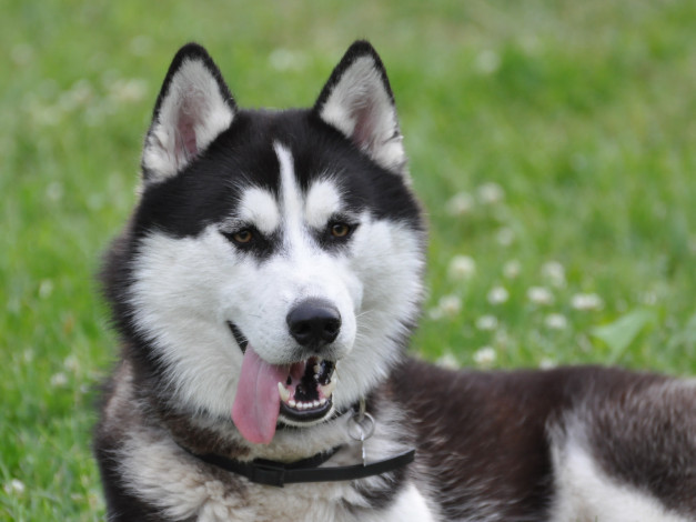 Обои картинки фото хаски, животные, собаки