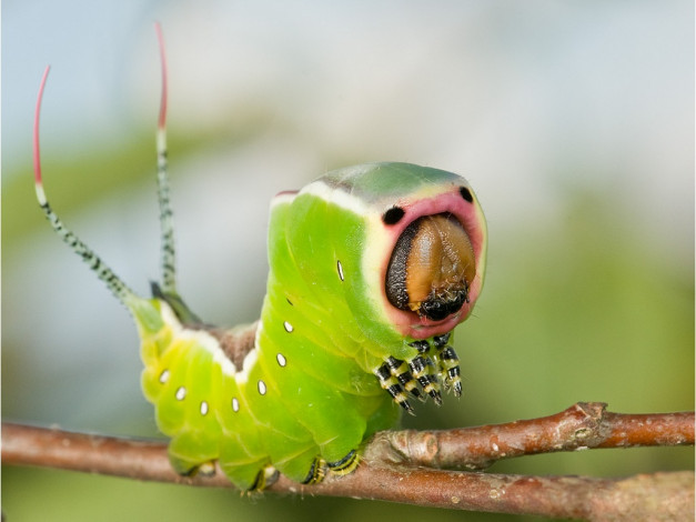 Обои картинки фото tukki, страшная, ужасная, животные, гусеницы