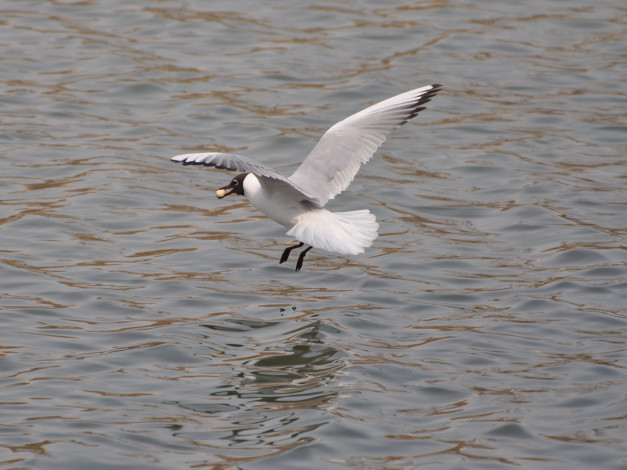 Обои картинки фото животные, Чайки, бакланы, крачки