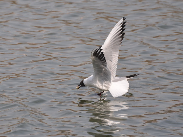 Обои картинки фото животные, Чайки, бакланы, крачки