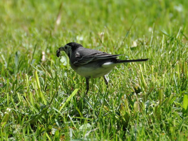 Обои картинки фото животные, птицы