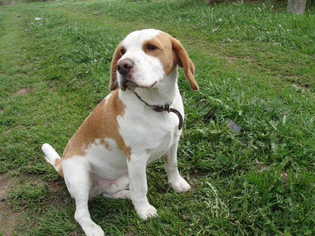 Обои картинки фото животные, собаки