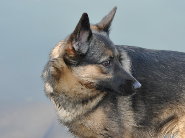 Обои картинки фото животные, собаки