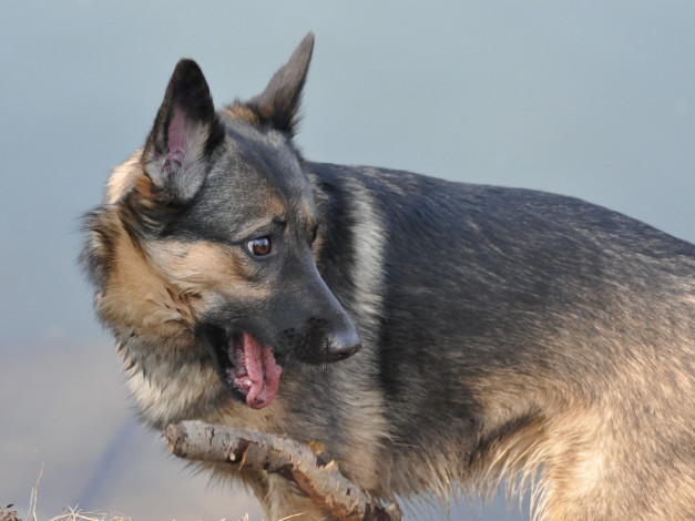 Обои картинки фото животные, собаки