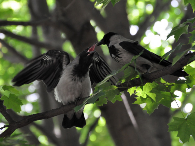 Обои картинки фото животные, вороны, грачи, галки