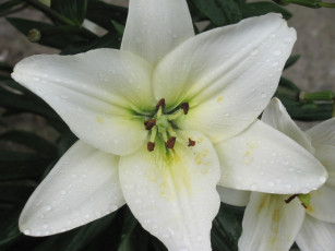 Картинка цветы лилии лилейники капли воды белый цветок