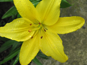 Картинка цветы лилии лилейники капли воды желтый цветок