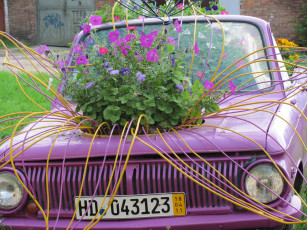 Картинка цветы разные вместе сиреневая машина петунии